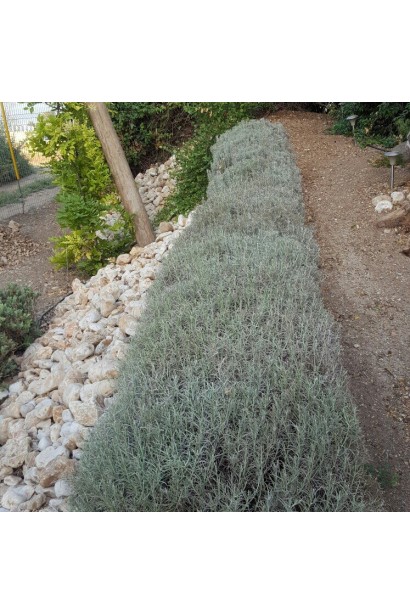 Цмин піщаний Талл Керрі алейна посадка